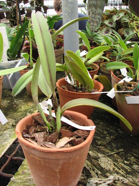 Фото орхидеи Cattleya maxima Jorg