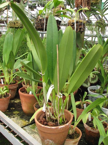 Фото орхидеи Laelia purpurata rosa-cereja