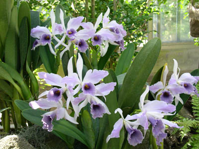 Как цветет орхидея Laeliocattleya C G Roebling 'Blue Indigo'