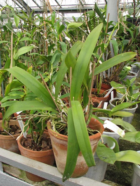 Фото орхидеи Cattleytonia Jamaica Red