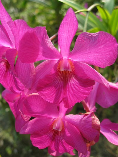 Как цветет орхидея Cattleytonia Jamaica Red