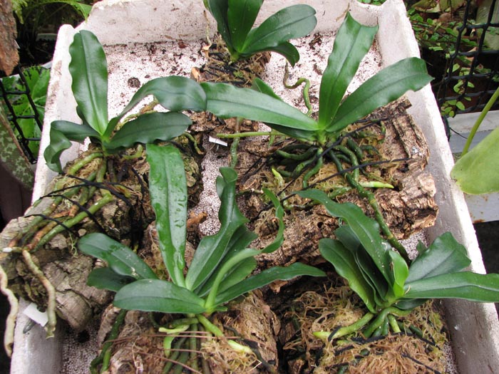 Фото орхидеи Aerangis mystacidii x decaryana