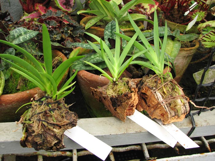 Фото орхидеи Podangis dactyloceras