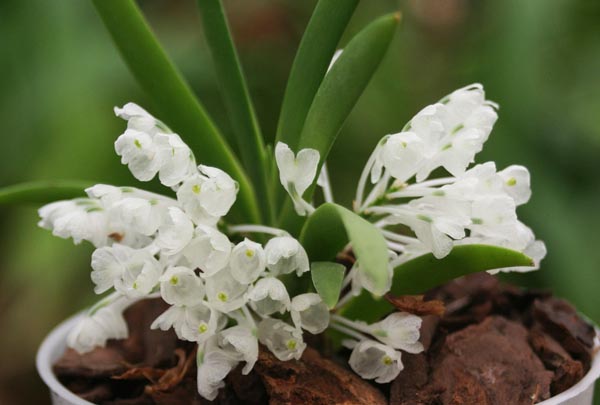 Как цветет орхидея Podangis dactyloceras