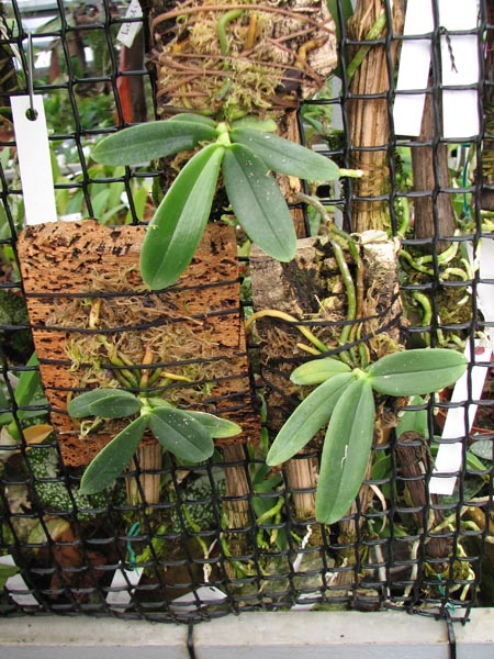 Фото орхидеи Aerangis spiculata