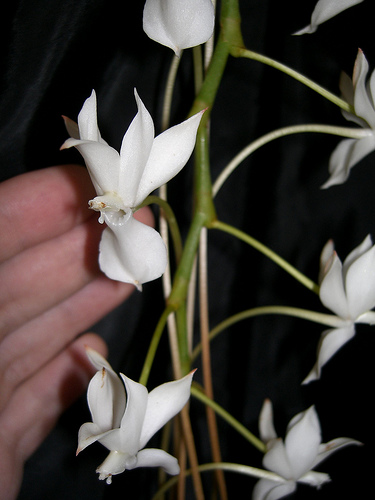 Как цветет орхидея Aerangis spiculata