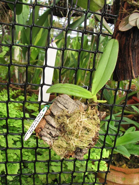 Фото орхидеи Amesiella philippinensis