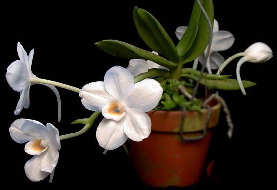 Как цветет орхидея Amesiella philippinensis