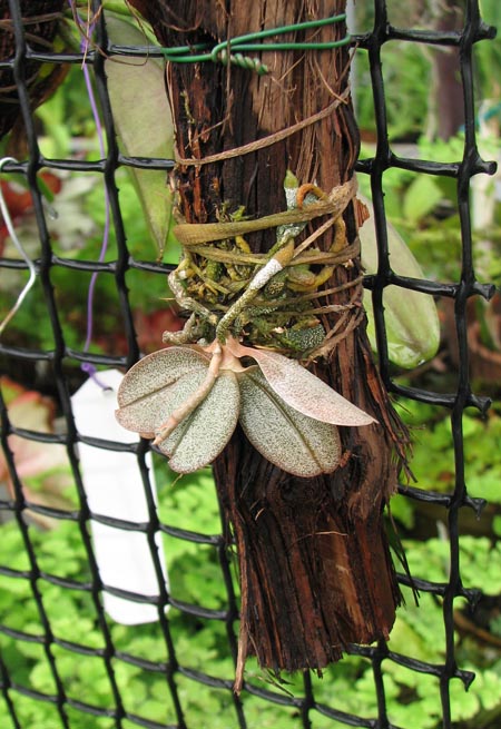 Фото орхидеи Aerangis punctata