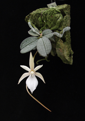 Орхидея Aerangis punctata с цветоносом