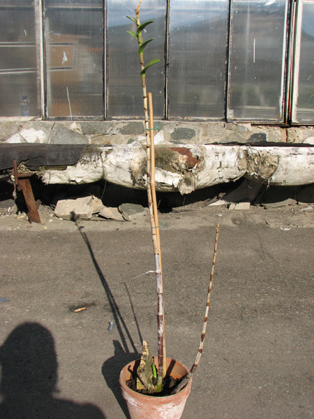 Фото орхидеи Dendrobium taurinum