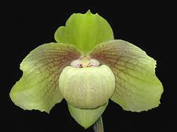 Цветение орхидеи Paphiopedilum Memoria Larry Heuerя