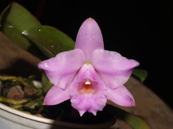 Фото орхидеи Laelia alaori escura