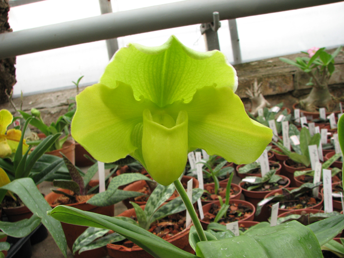 Фото орхидеи Paphiopedilum complex hybrid (green) - зеленый башмачок