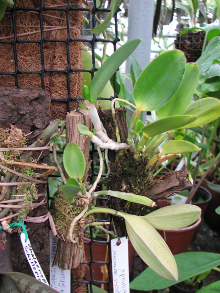 Фото орхидеи Laelia pumila 'Topázio Vermelho' (Z-71) x Laelia pumila 'Granada'