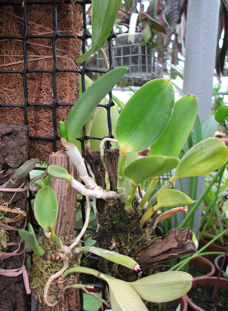Орхидея Laelia pumila 'Topázio Vermelho' (Z-71) x Laelia pumila 'Granada' с бутонами