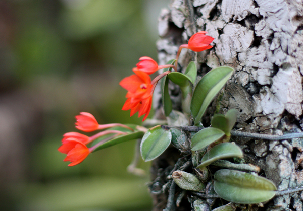 Как цветет орхидея Sophronitis cernua
