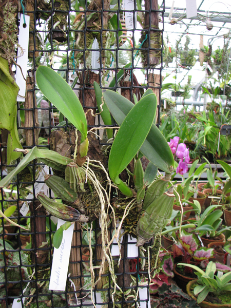 Фото орхидеи Laelia aurea с бутонами