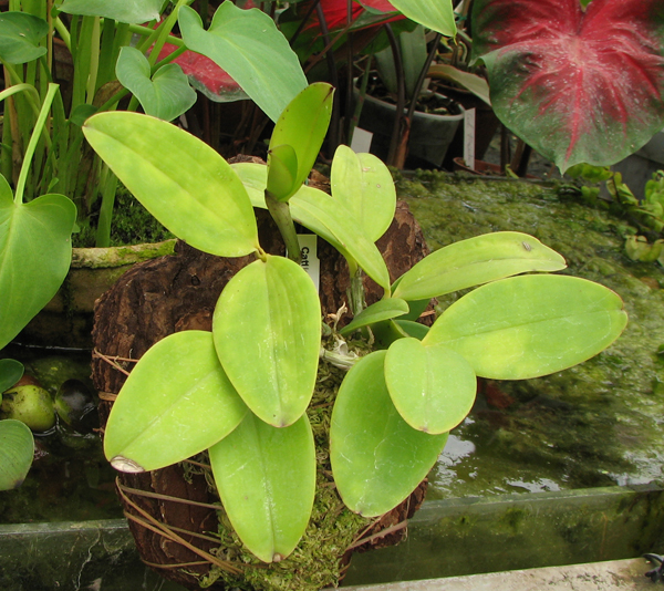 Фото орхидеи Cattleya aclandiae