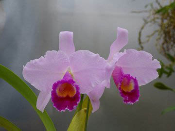 Фото орхидеи Cattleya trianae orlata 'Dan'
