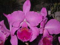 Фото орхидеи Cattleya labiata rubra flamea