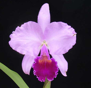 Фото орхидеи Cattleya trianae