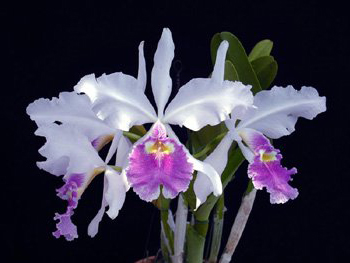 Фото орхидеи Cattleya warscewiczii caerulescens