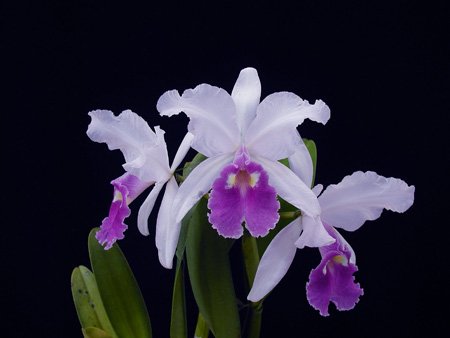 AWZ orchids. Фото орхидеи Cattleya warscewiczii caerulescens