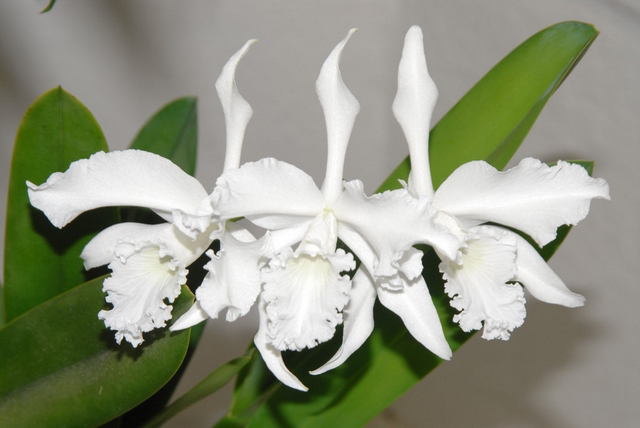 Фото орхидеи Laelia lobata alba