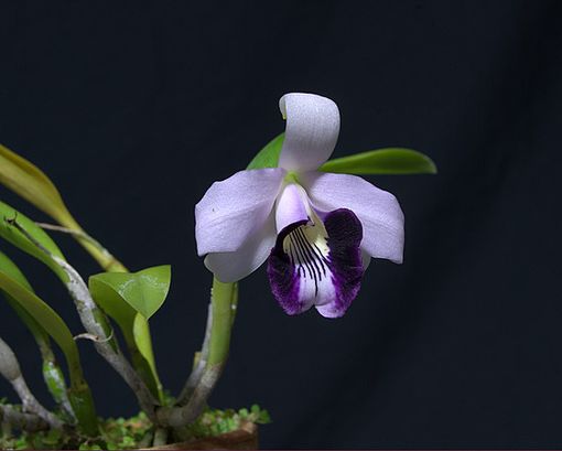Фото орхидеи Laelia dayana caerulea 'Chojamaru'