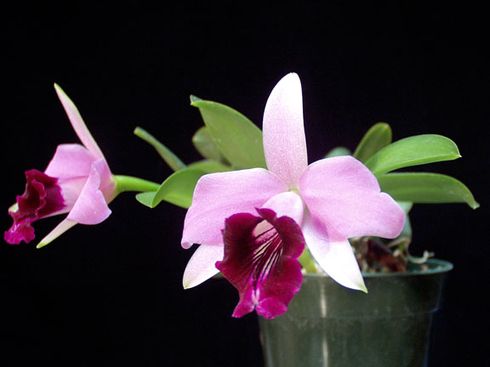 Фото орхидеи Laelia dayana 'Hartford'