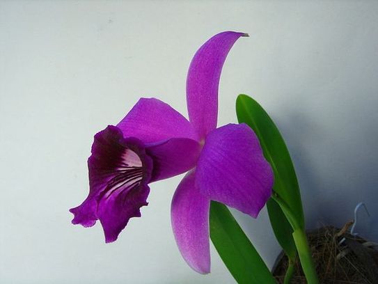 Фото орхидеи Laelia dayana х same