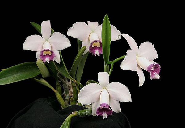 Фото орхидеи Laelia pumila amoena