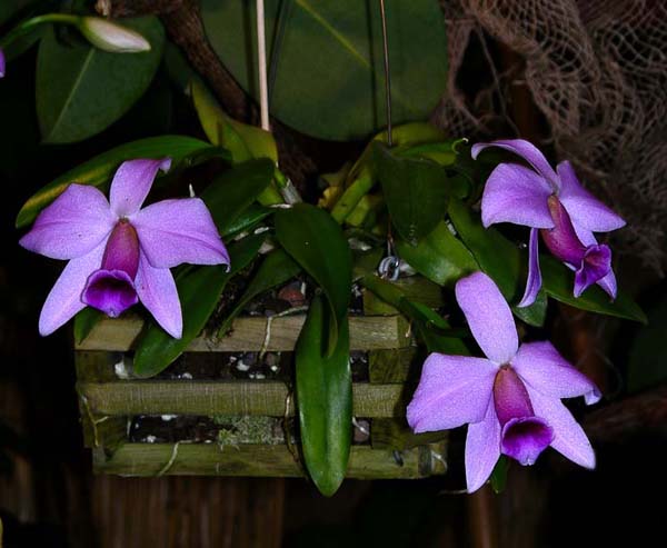 Фото орхидеи Laelia praestans