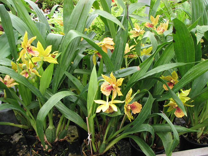 Фото орхидеи Propetalum Hark