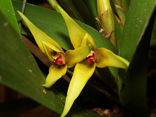 Как цветет орхидея Maxillaria nasuta