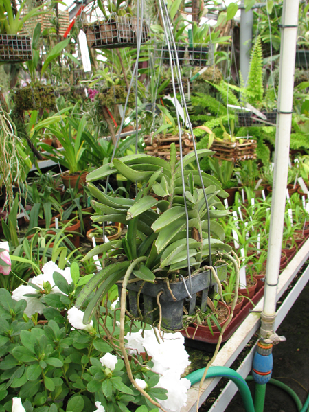 Фото орхидеи Ascocentrum miniatum