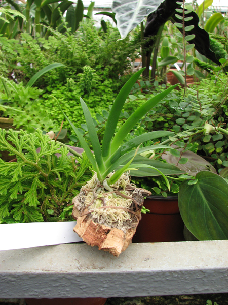 Фото орхидеи Podangis dactyloceras