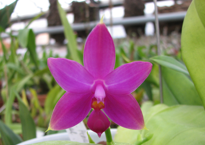 Фото орхидеи Phalaenopsis Penang Princess x Phalaenopsis bellina