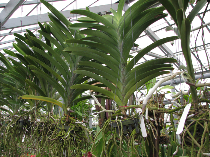 Фото орхидеи Vanda Pure's Wax 'Violet Blue'