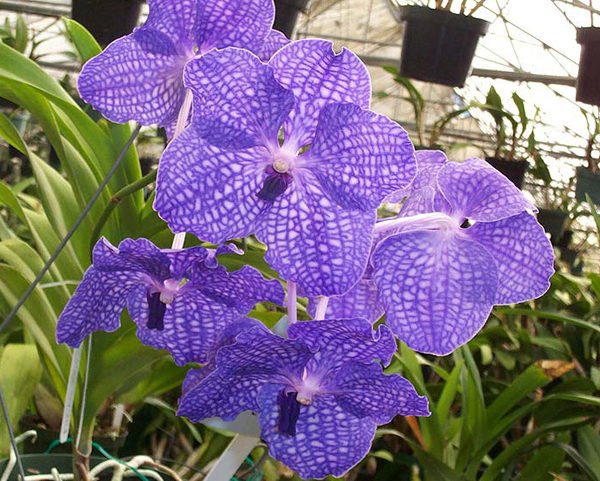 Как цветет орхидея Vanda Sansai Blue