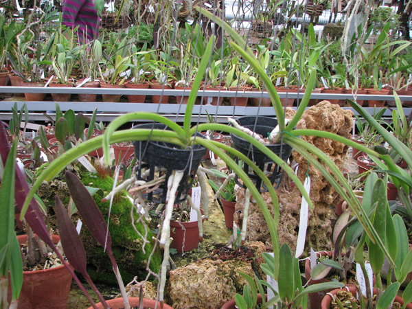 Фото ароматной орхидеи Vanda lilacina
