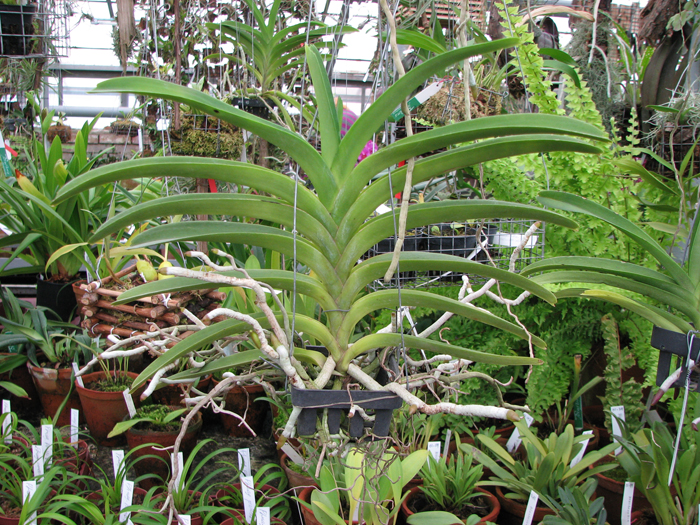 Фото орхидеи Ascocenda Carmine Spot x Vanda Pranermprai - Ascocenda Phairot