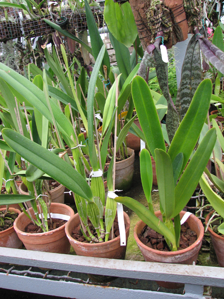 Фото орхидеи Laelia purpurata