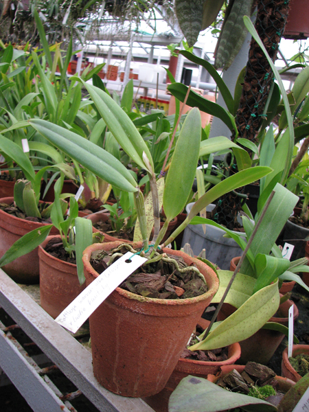 Фото орхидеи Cattleya warneri semi alba 'Geneva' x Laelia praestans alba