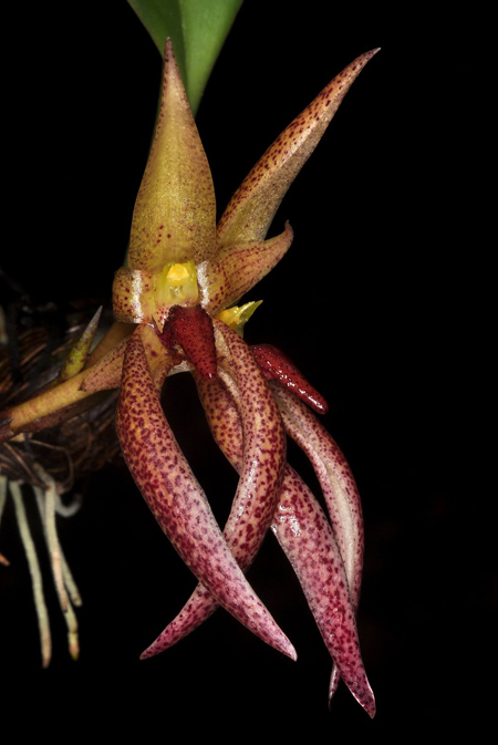 Как цветет орхидея Bulbophyllum papulosum