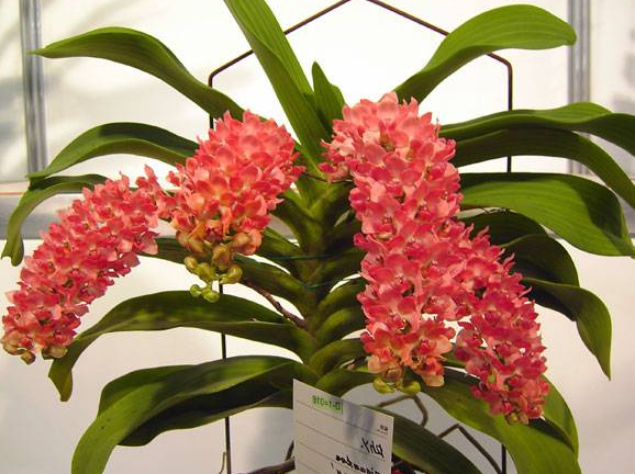 Как цветет орхидея Rhynchostylis gigantea 'Orange Star'