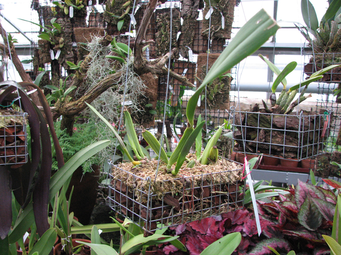 Фото орхидеи Prosthechea fragrans