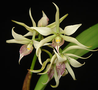Как цветет орхидея Prosthechea fragrans
