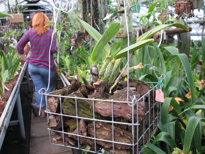 Фото орхидеи Laeliocattleya Aloha Case 'Ching Hua'
